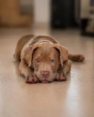 American Bully puppies XL