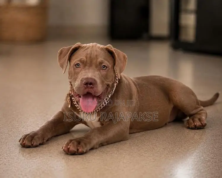 American Bully puppies XL