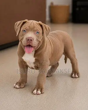 American Bully puppies XL
