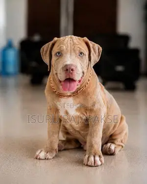American Bully puppies XL