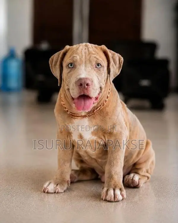 American Bully puppies XL
