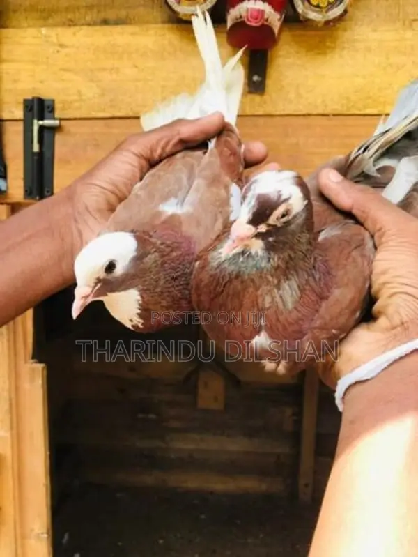 Pigeons