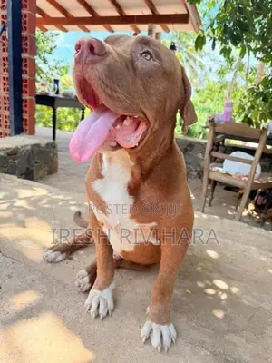 American Bully XL