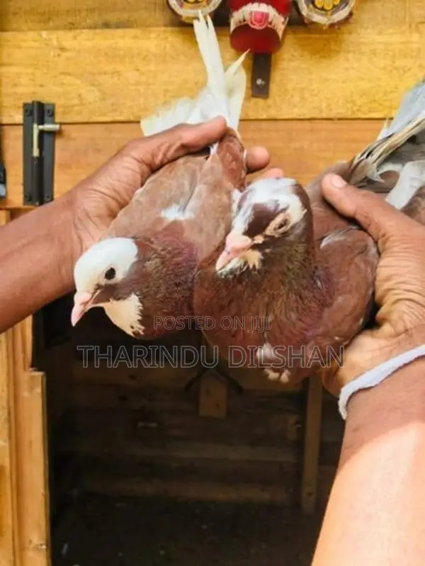 Pigeons