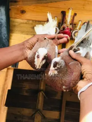 Pigeons