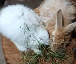 Rabbits