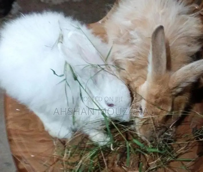 Rabbits