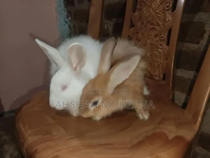 Rabbits