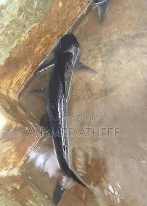Cat Fish