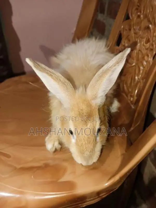 Rabbits