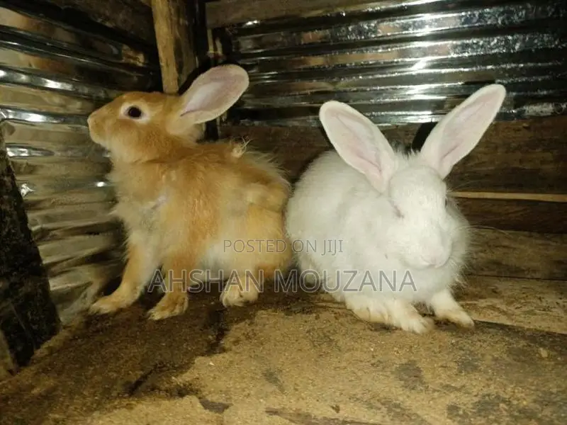 Rabbits