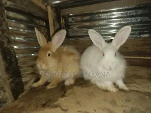 Rabbits