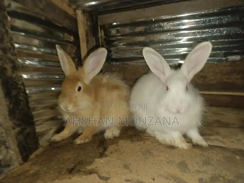 Rabbits