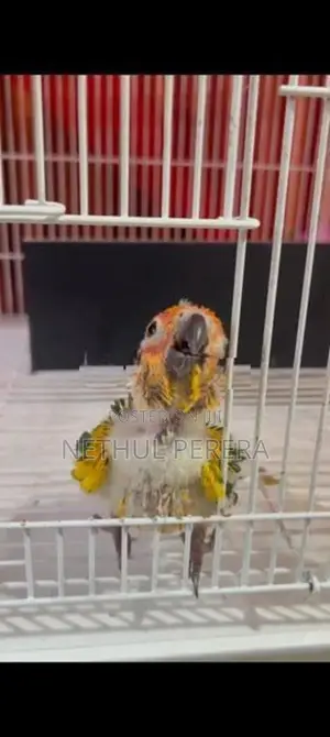 Sunconure Birds