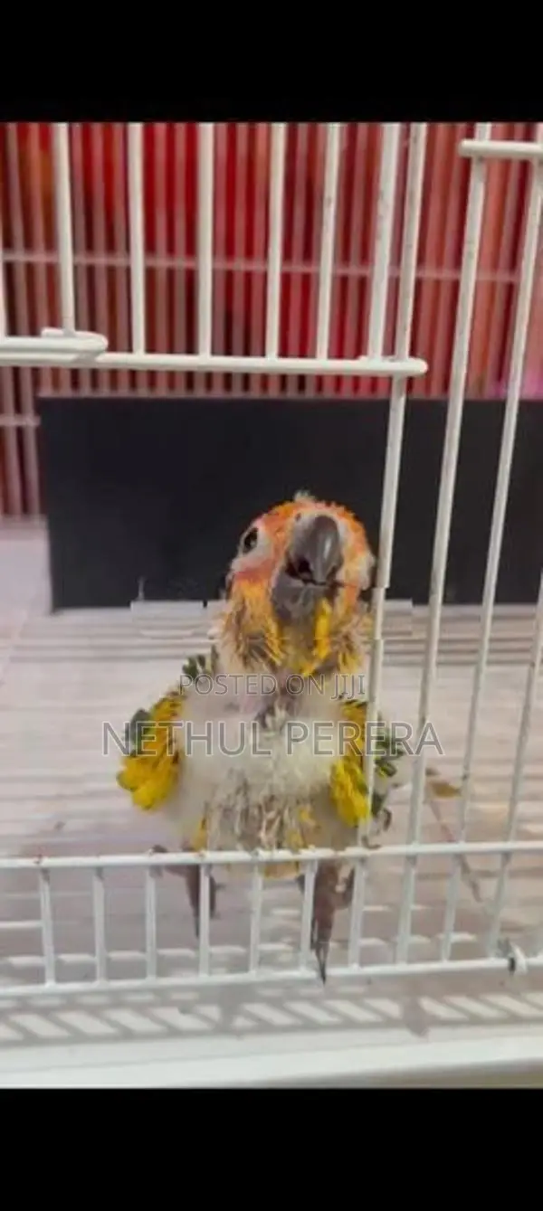 Sunconure Birds