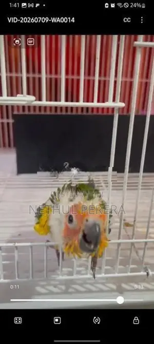 Sunconure Birds