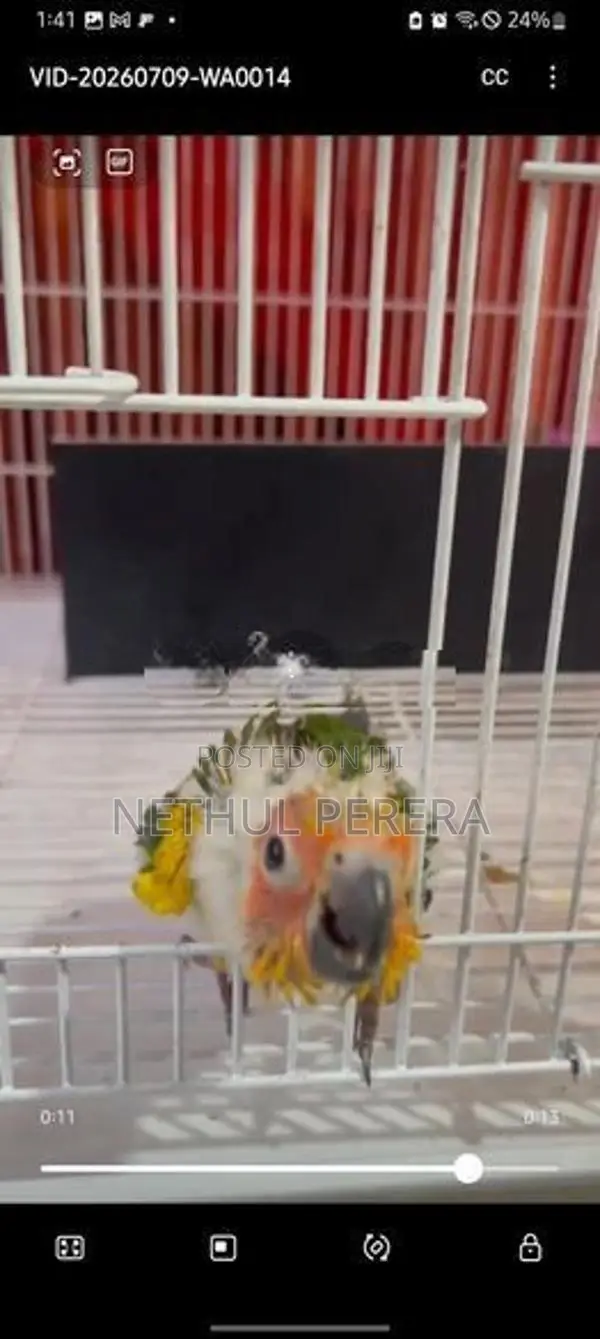 Sunconure Birds