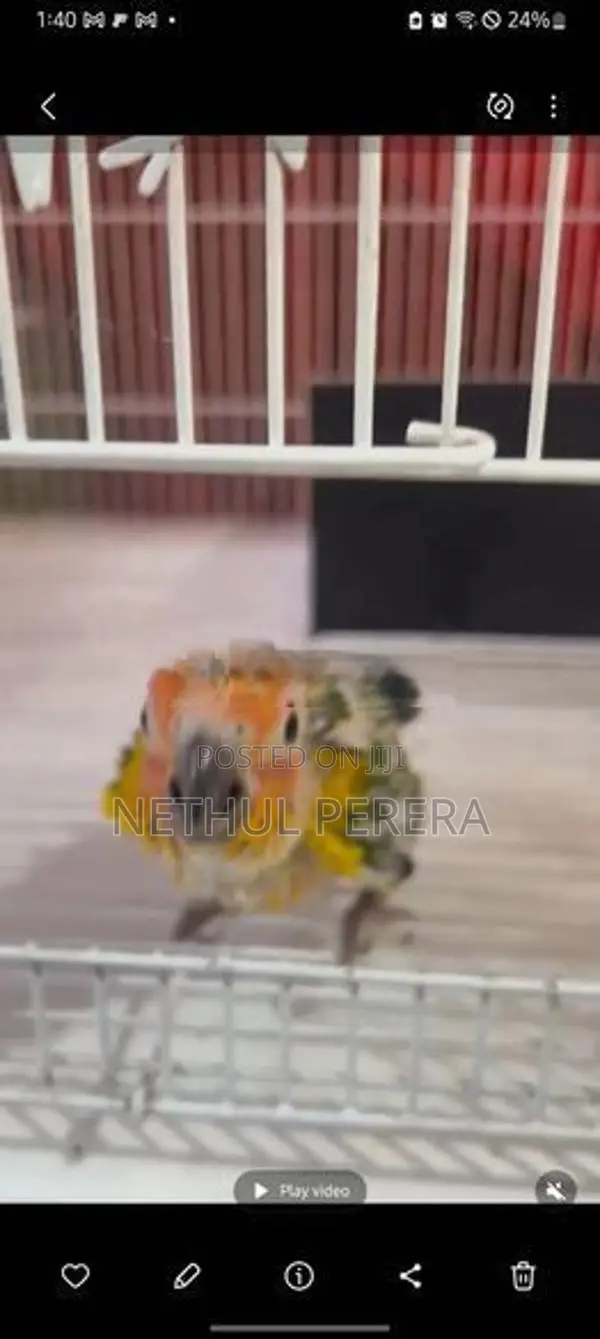 Sunconure Birds