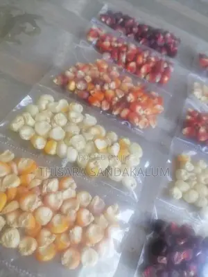 ඉරිගු බීජ