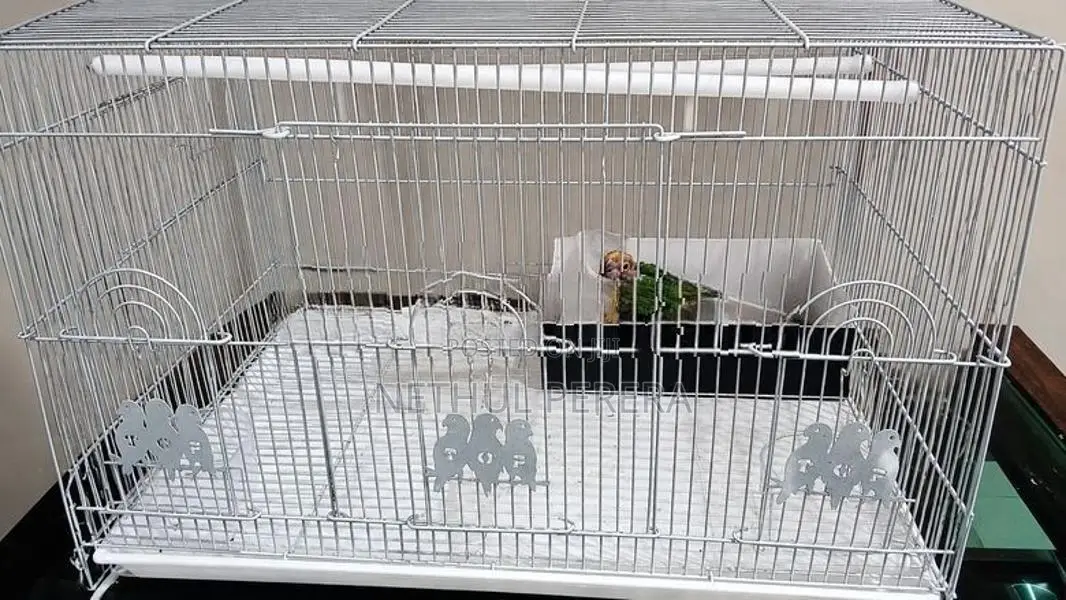 Sunconure Birds