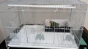 Sunconure Birds