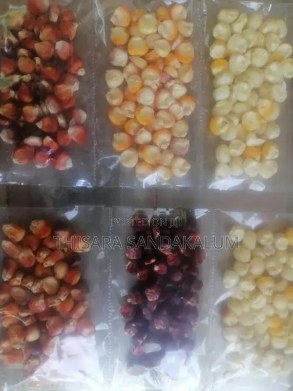 ඉරිගු බීජ