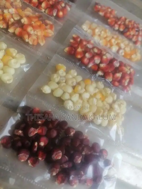 ඉරිගු බීජ