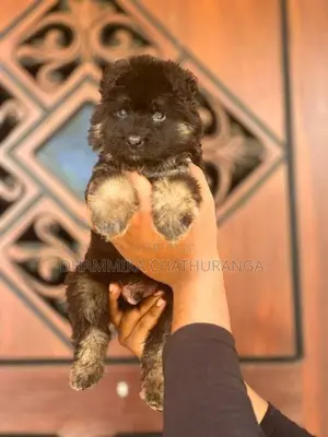 german shepherd