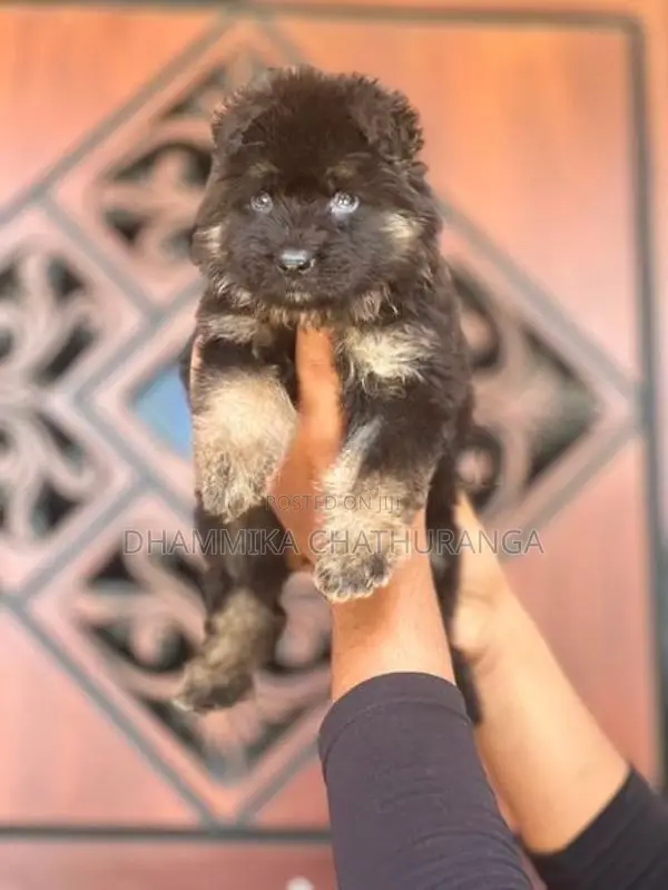 german shepherd