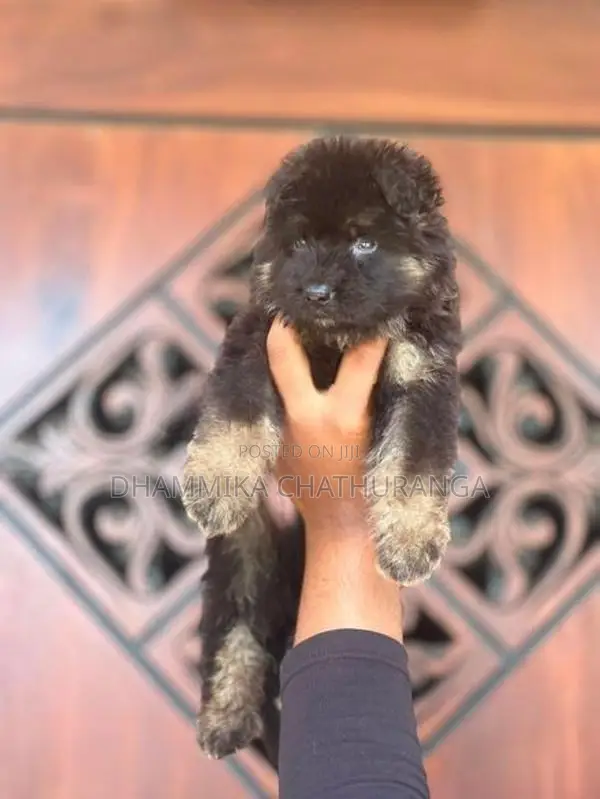 german shepherd