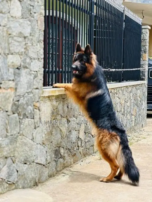 german shepherd