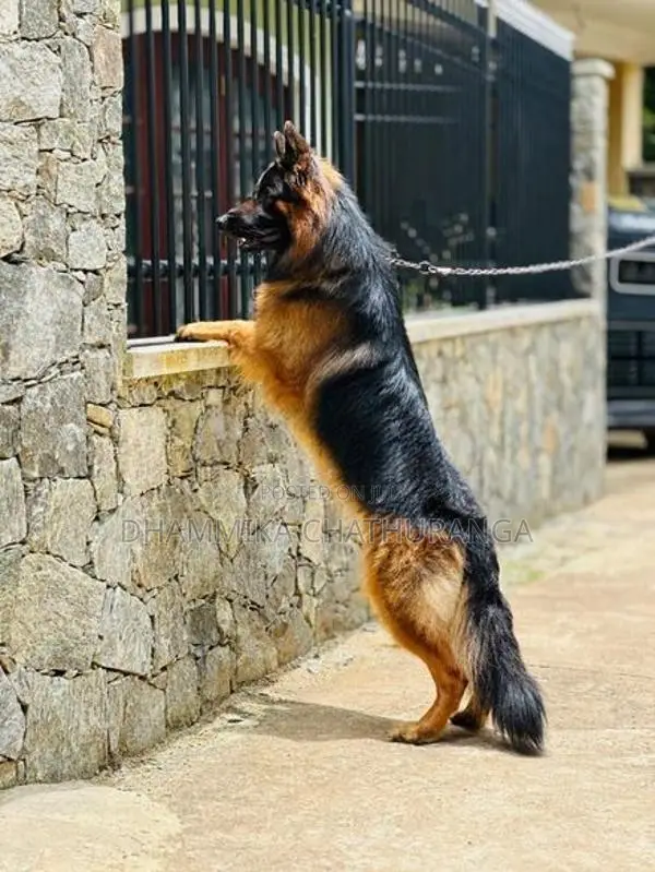 german shepherd