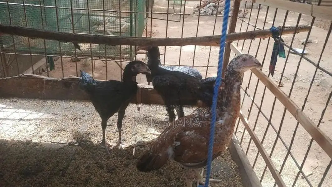Velladiyan Rooster