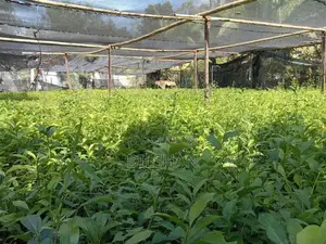 Tea Plants