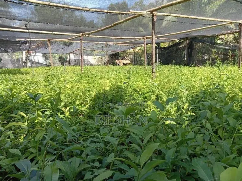 Tea Plants