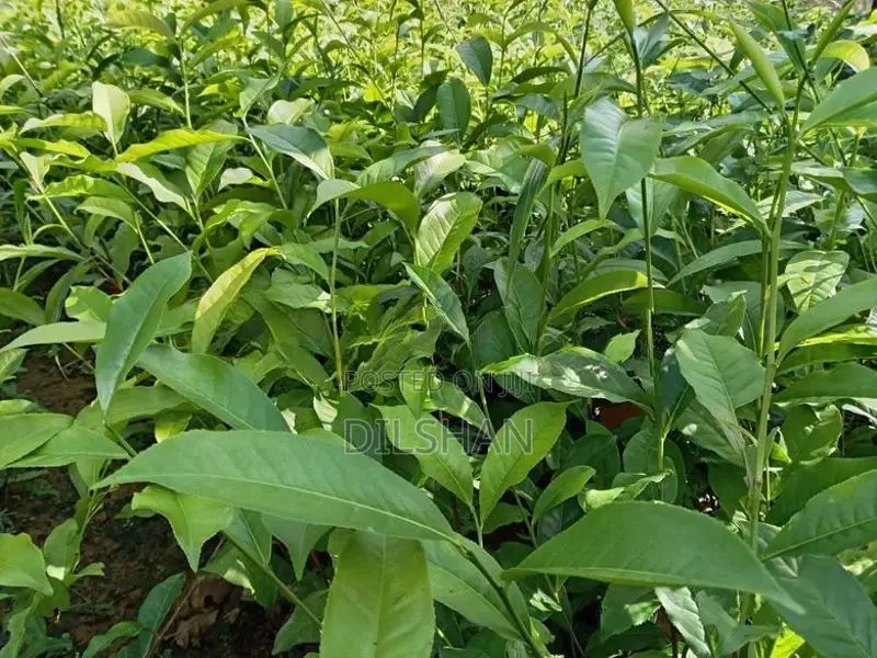 Tea Plants