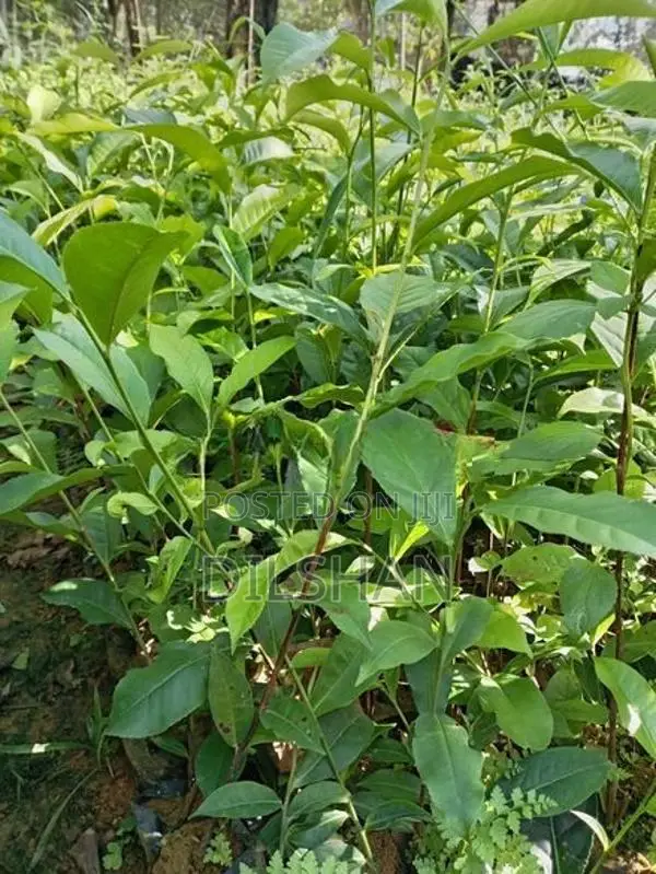 Tea Plants