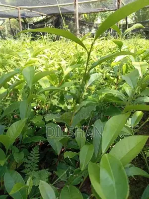 Tea Plants