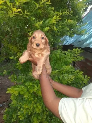 Cocker spaniel puppies