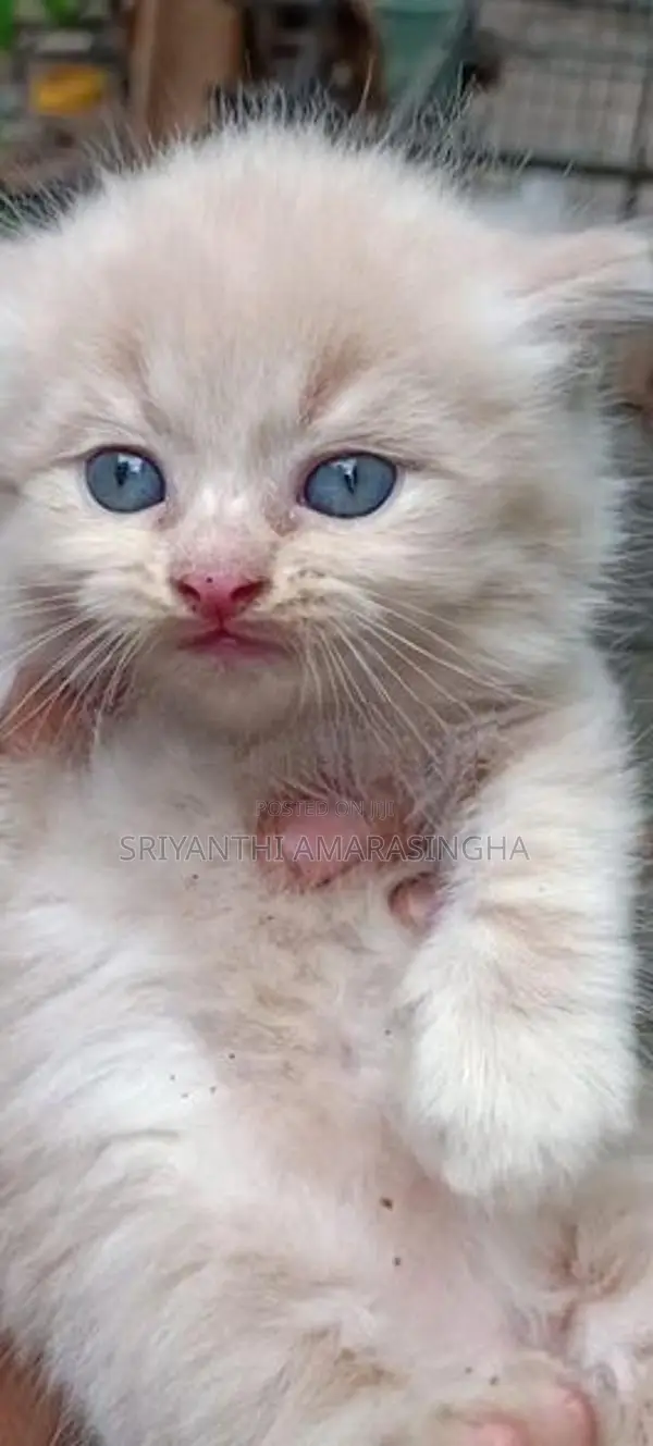 පර්සියන් බළලුන්