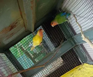 African Love Birds