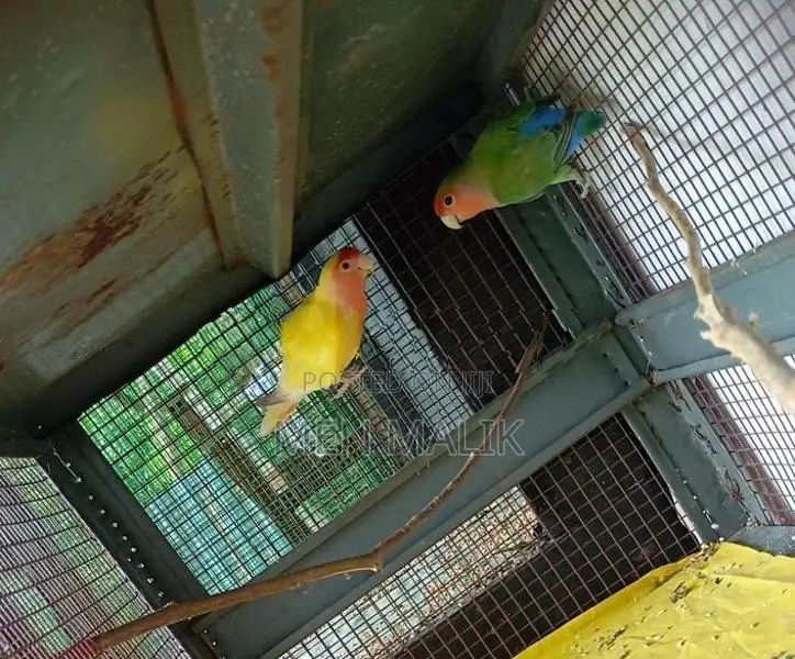 African Love Birds