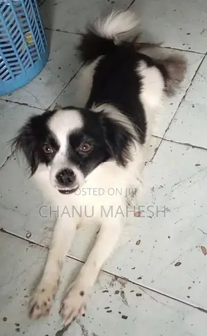Papillon Female Dog