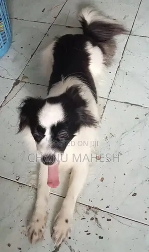 Papillon Female Dog
