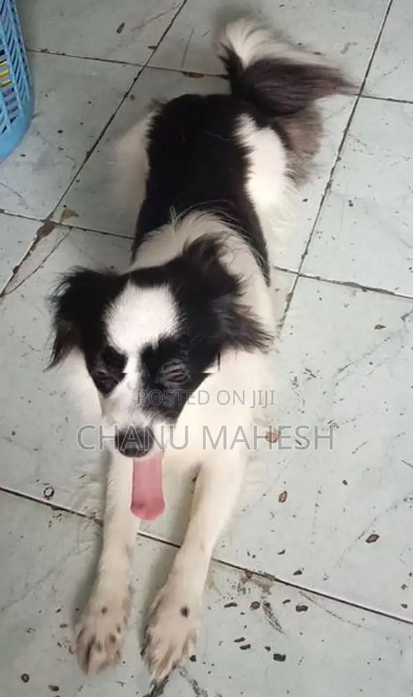 Papillon Female Dog