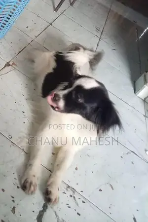 Papillon Female Dog
