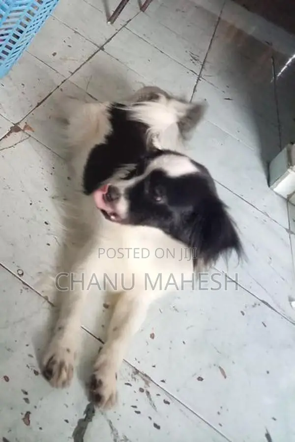 Papillon Female Dog
