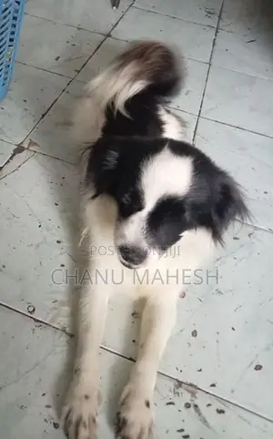 Papillon Female Dog