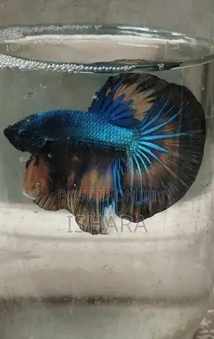 Fighter Fish