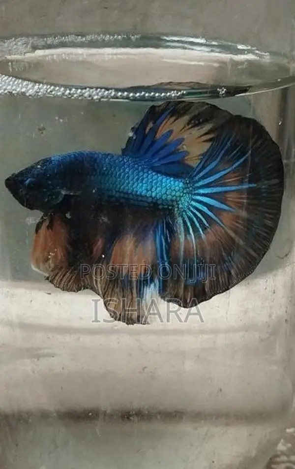 Fighter Fish
